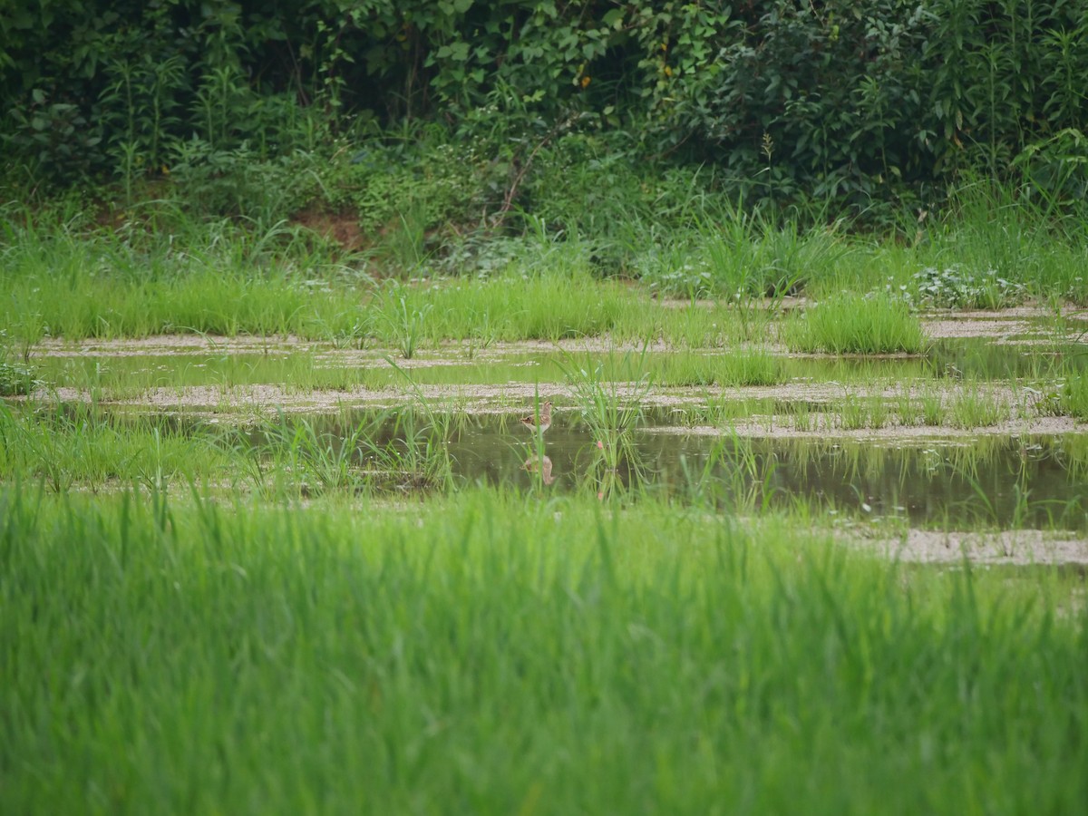 Greater Painted-Snipe - ML646369650