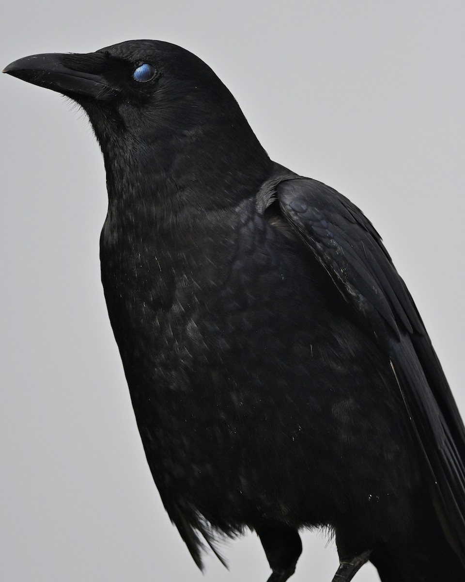 American Crow - ML646369656