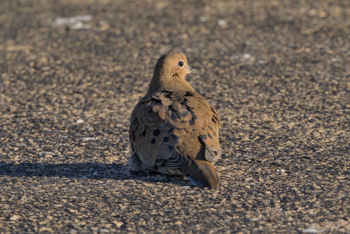 Mourning Dove - ML646369671