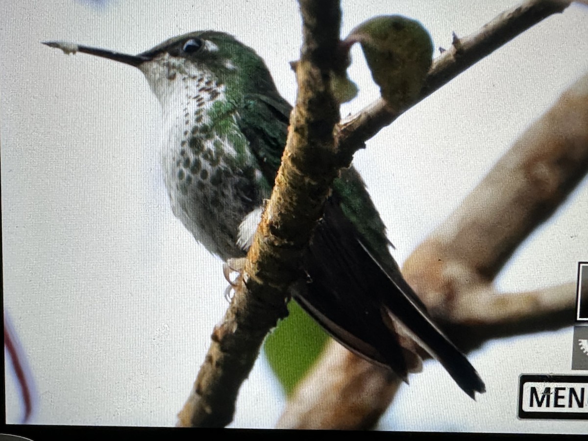 White-booted Racket-tail - ML646369672