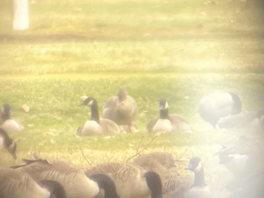 Tundrasaatgans - ML646369674