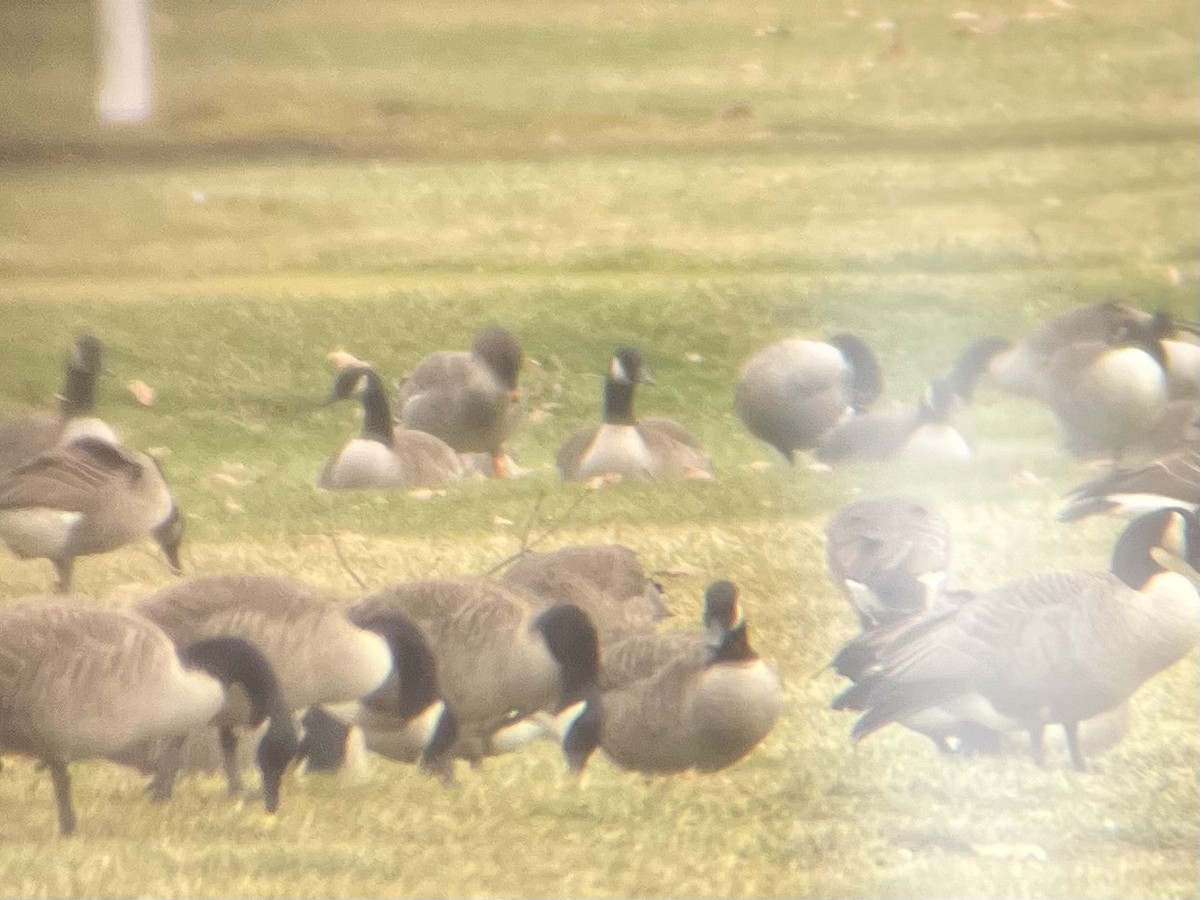 Tundrasaatgans - ML646369675