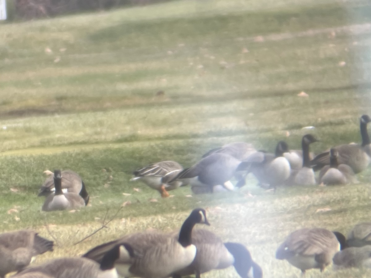 Tundrasaatgans - ML646369676