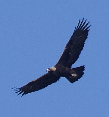 Golden Eagle - ML646369677