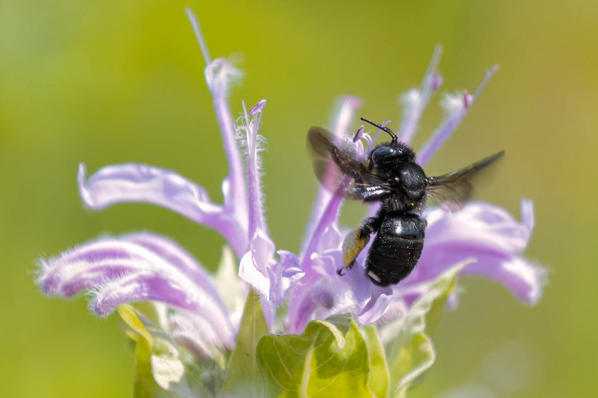 Two-spotted Long-horned Bee - ML646369678