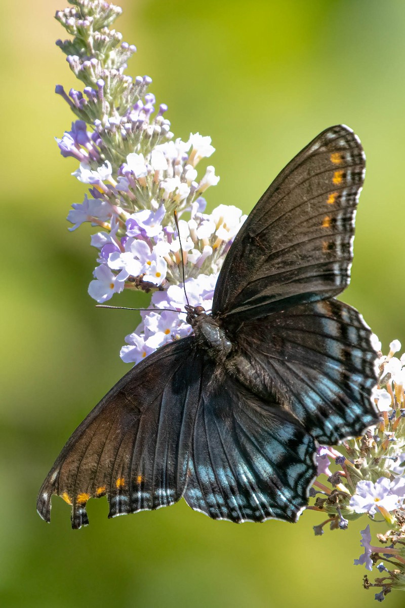 Red-spotted Purple - ML646369680