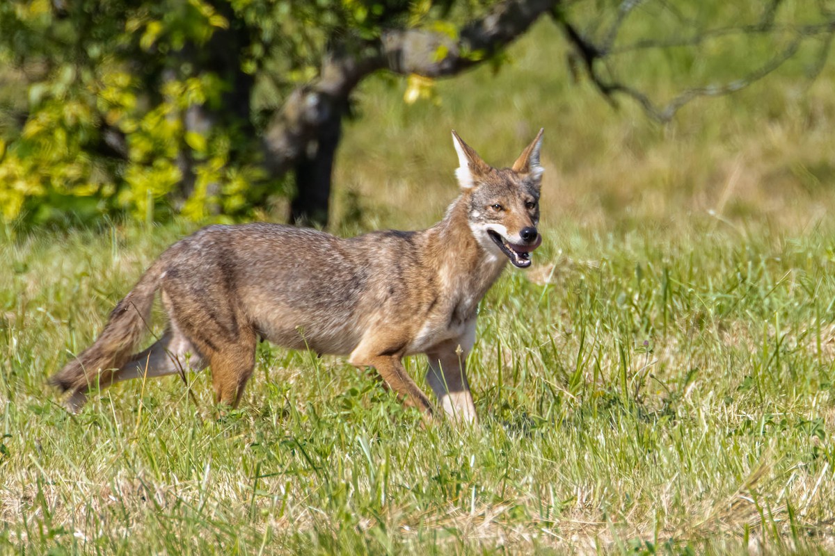 Coyote - ML646369681