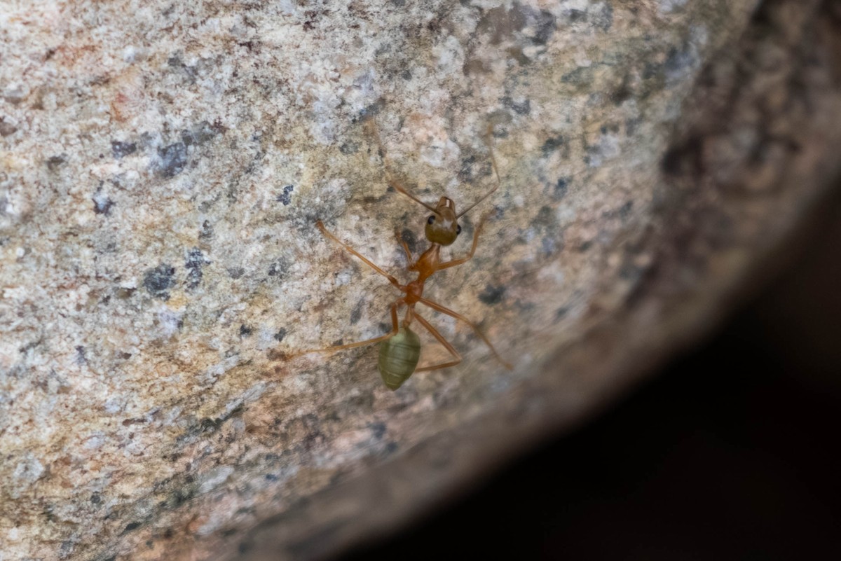 Green Tree Ant - ML646369683