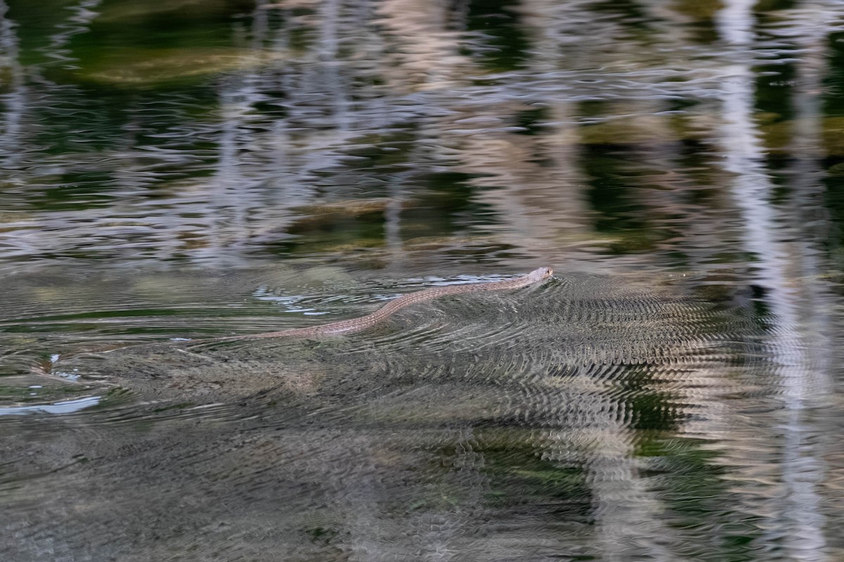 Australian Keelback - ML646369684