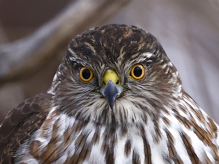 Sharp-shinned Hawk - ML646369686