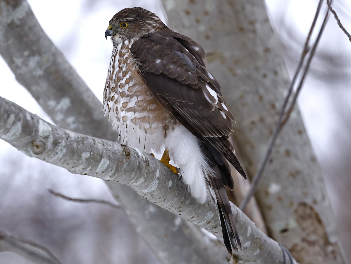 Sharp-shinned Hawk - ML646369687