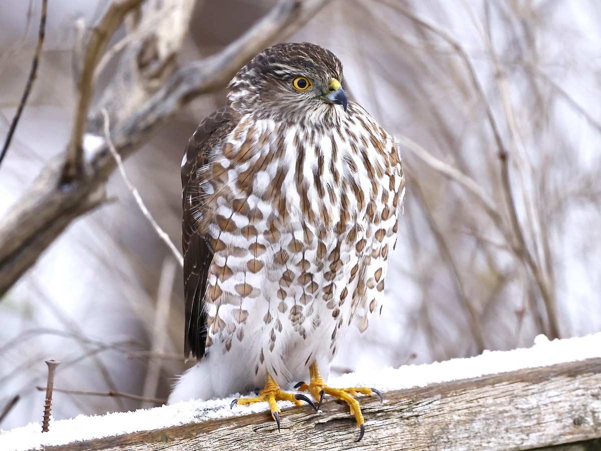 Sharp-shinned Hawk - ML646369688