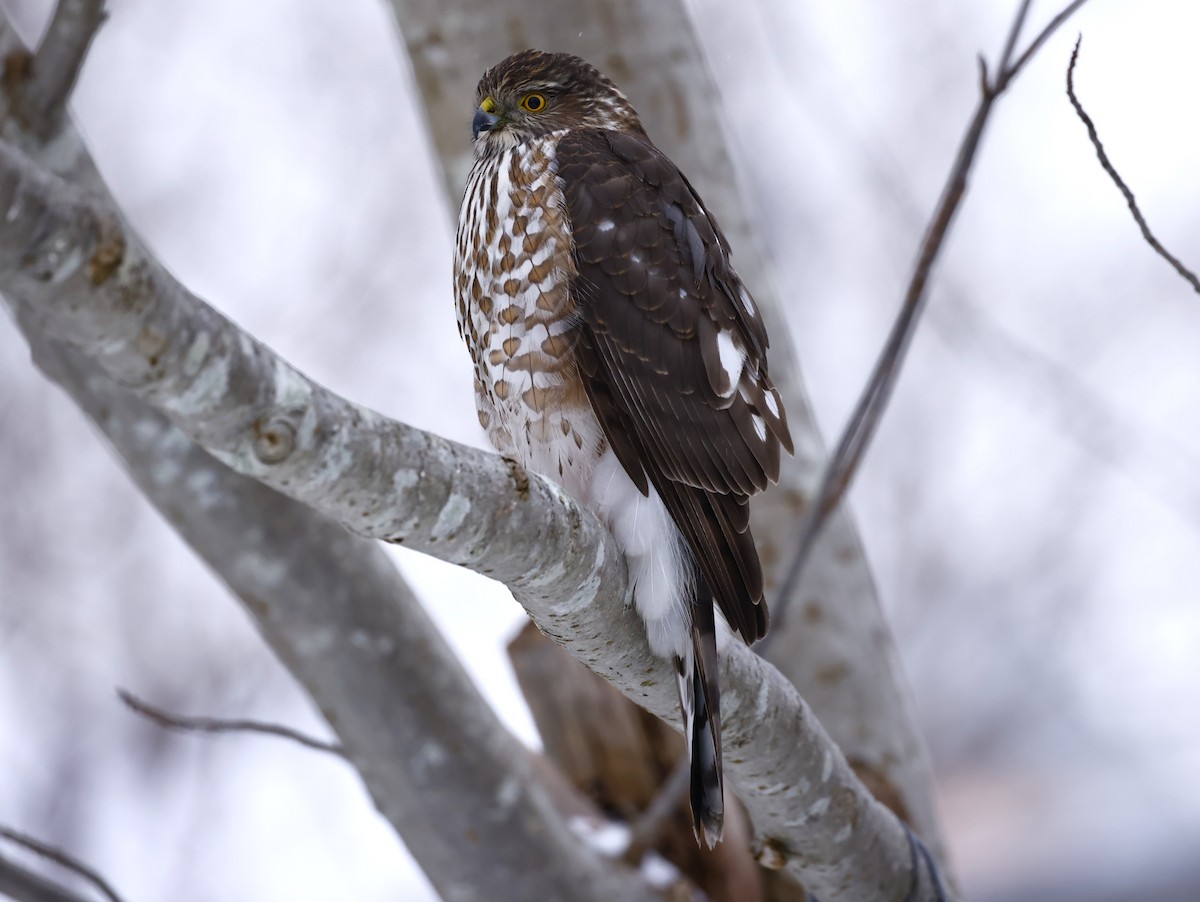Sharp-shinned Hawk - ML646369689