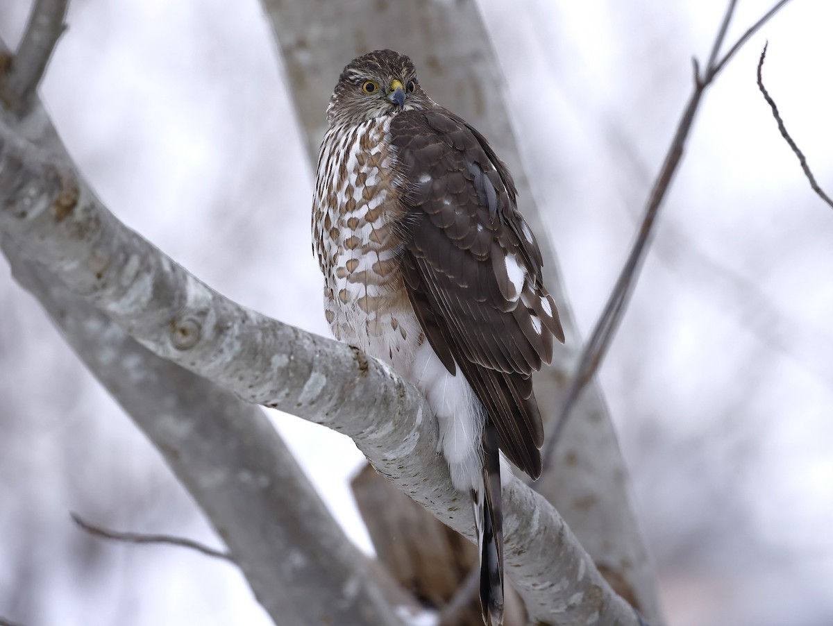 Sharp-shinned Hawk - ML646369690