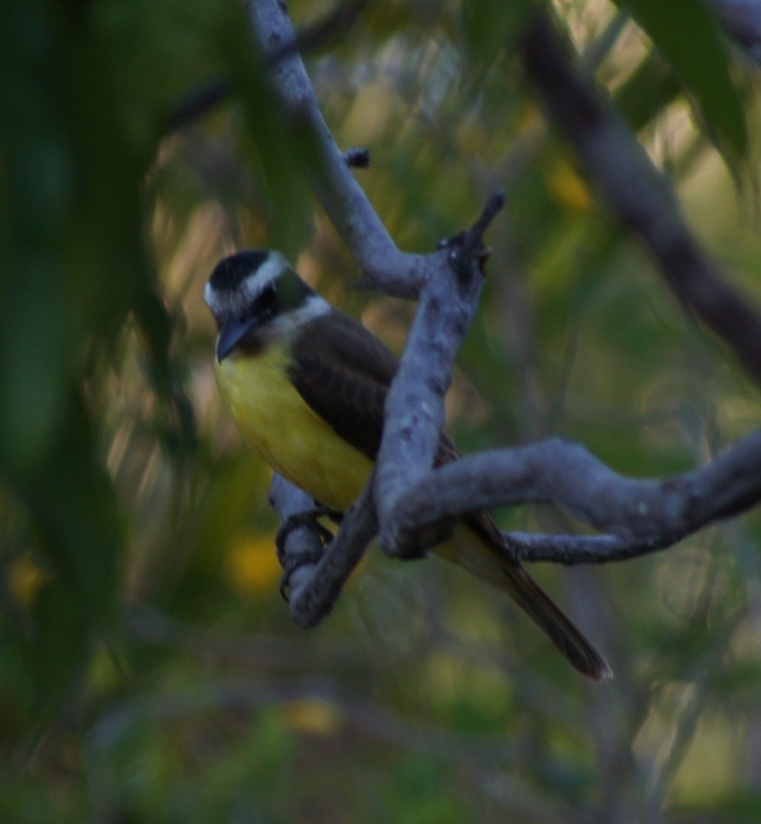 Пітанга-великодзьоб - ML646369691