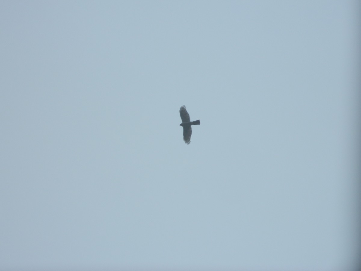 Eurasian Sparrowhawk - ML646369694