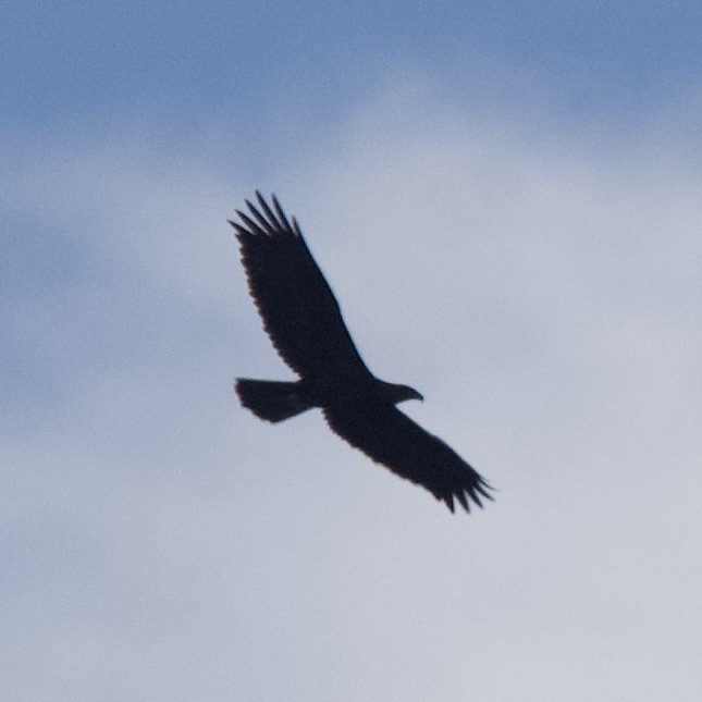 Golden Eagle - ML646369696