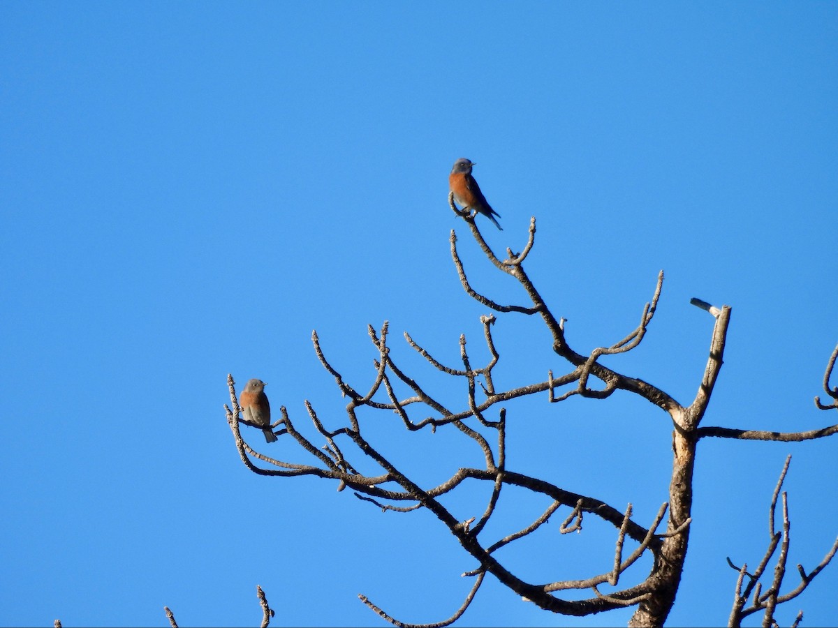 Western Bluebird - ML646369697