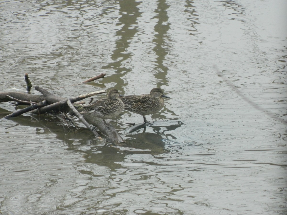 Green-winged Teal (Eurasian) - ML646369698