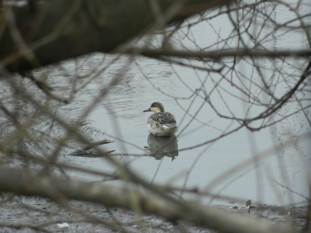 Green-winged Teal (Eurasian) - ML646369699