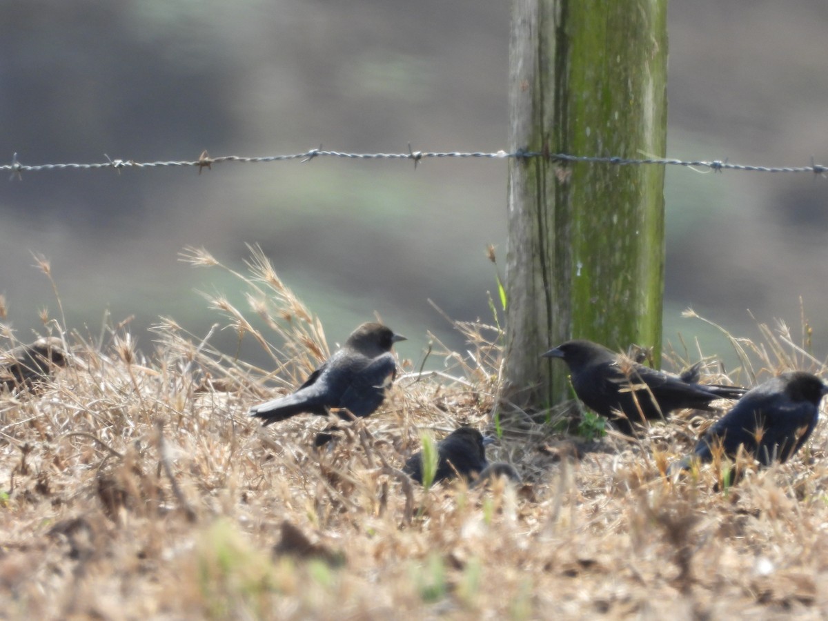 Tricolored Blackbird - ML646369700