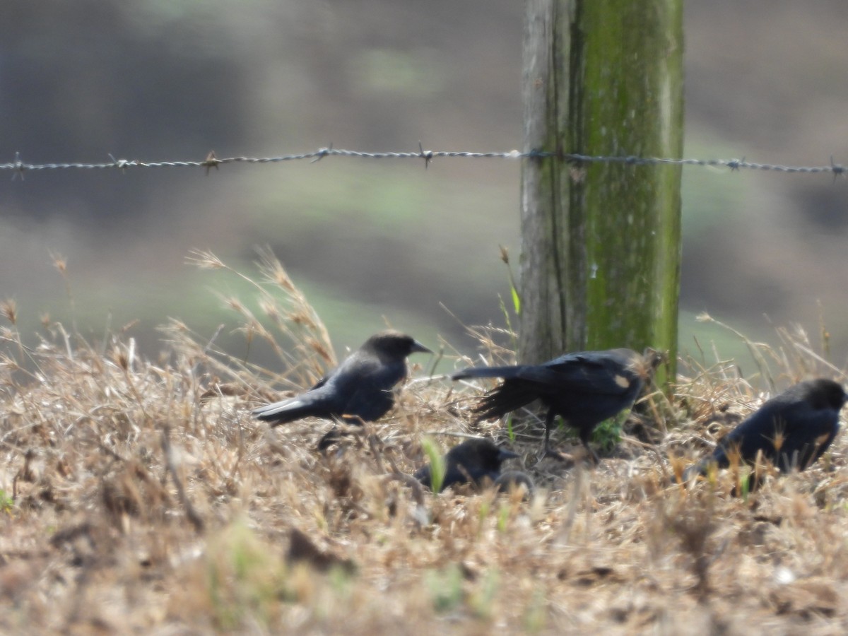 Tricolored Blackbird - ML646369701