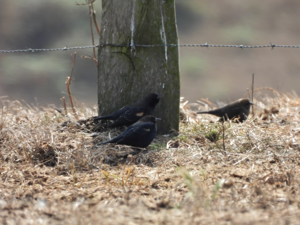 Tricolored Blackbird - ML646369702