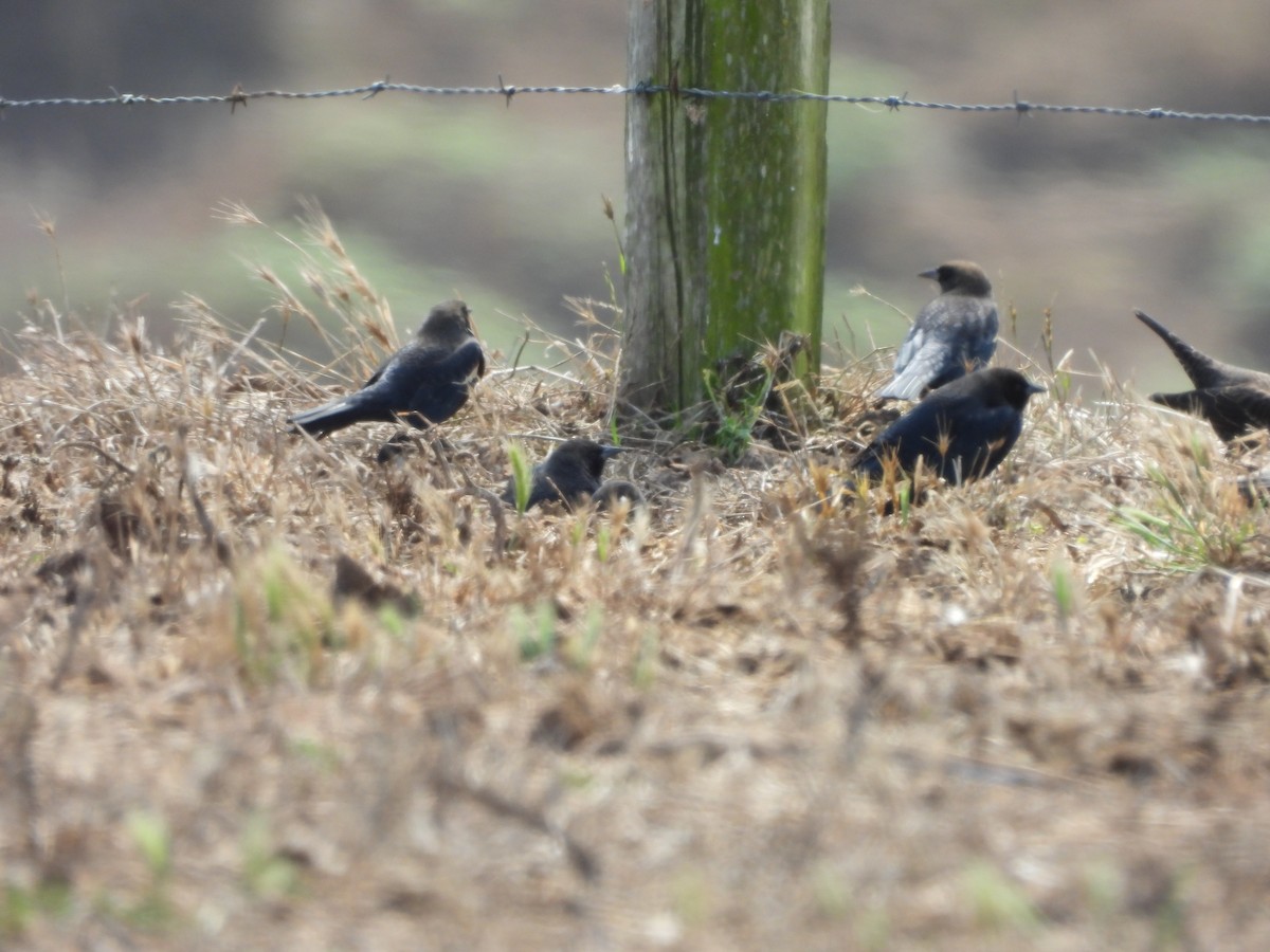 Tricolored Blackbird - ML646369703