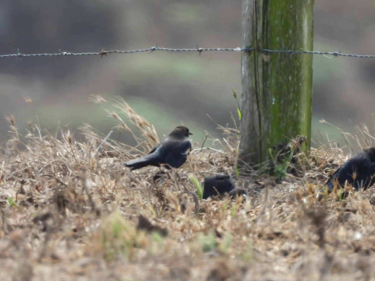 Tricolored Blackbird - ML646369704