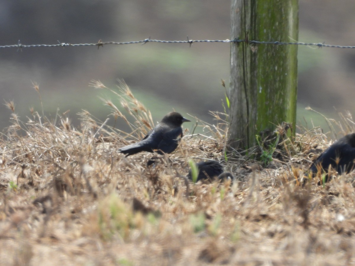 Tricolored Blackbird - ML646369705