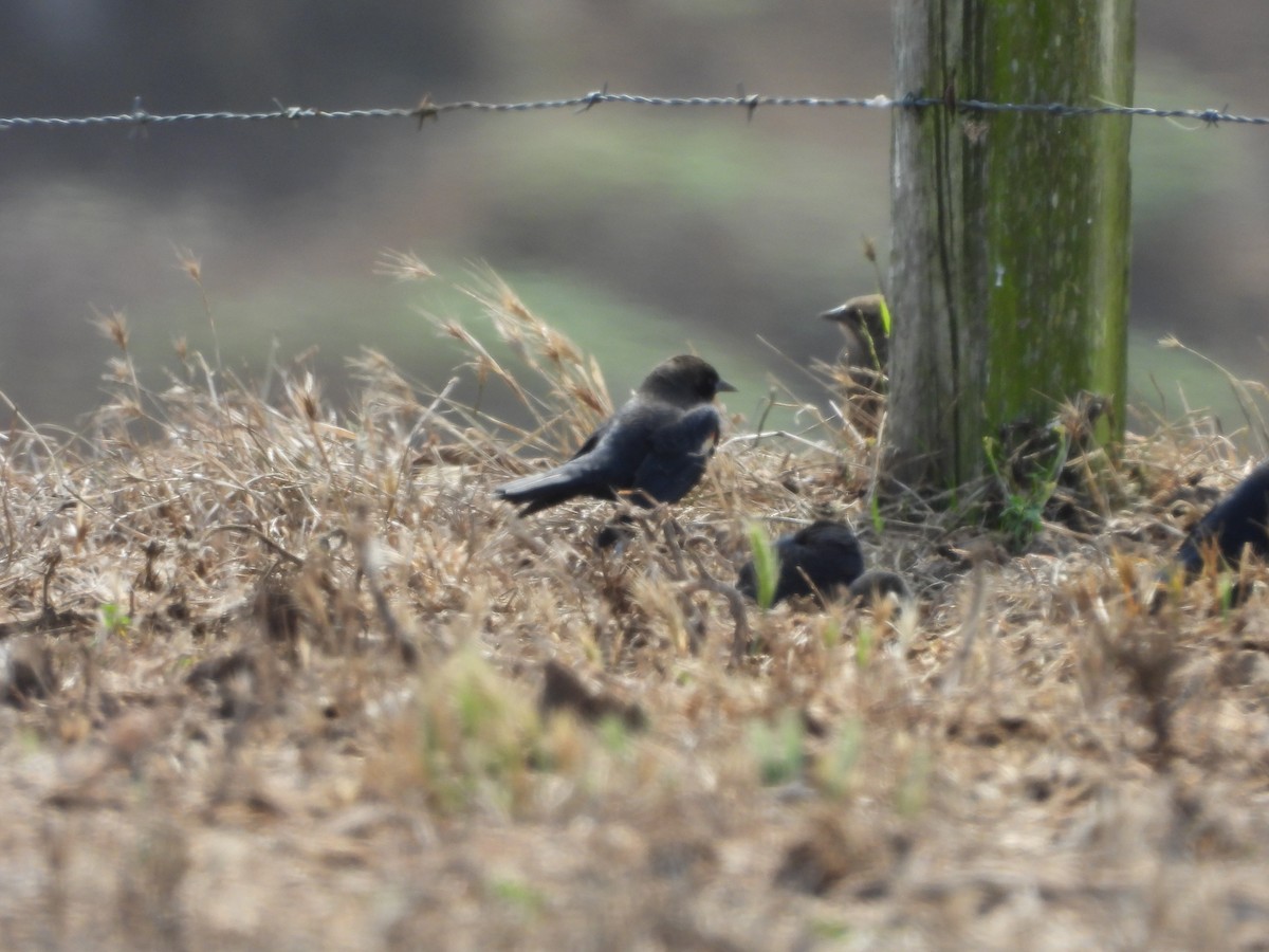 Tricolored Blackbird - ML646369706