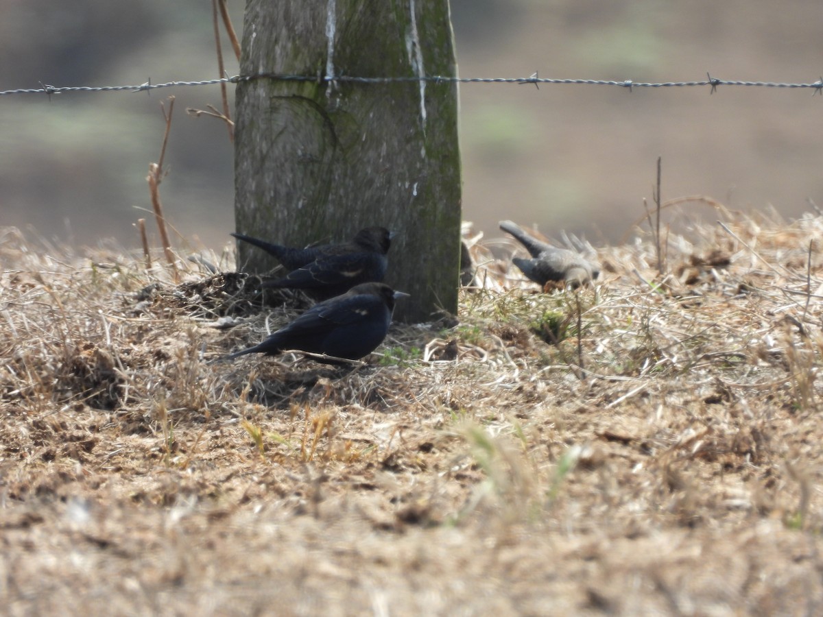 Tricolored Blackbird - ML646369707