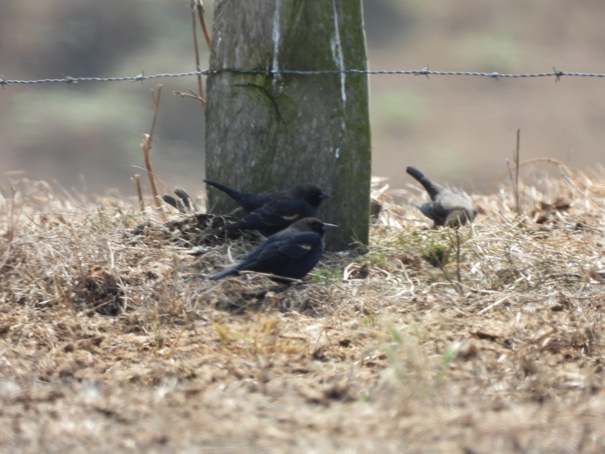 Tricolored Blackbird - ML646369708