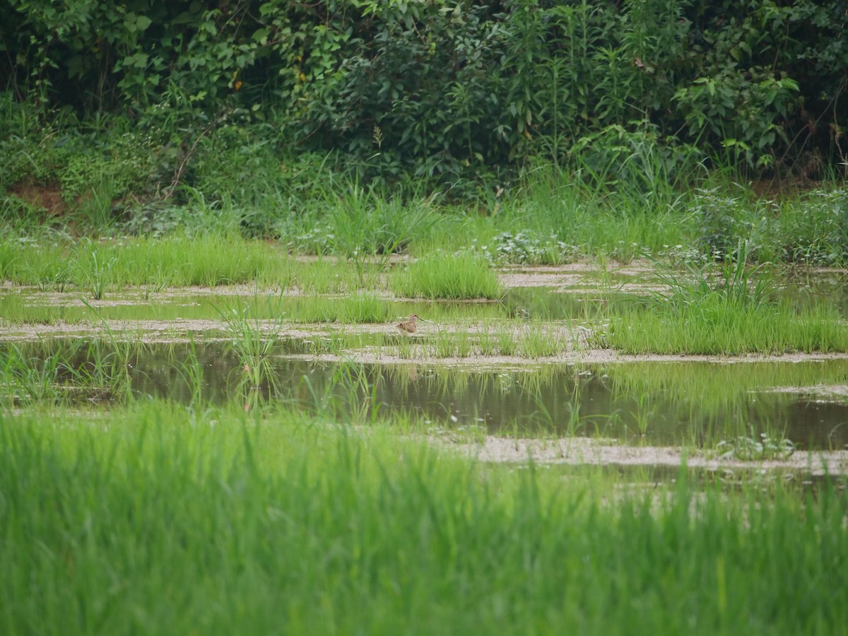 Greater Painted-Snipe - ML646369709