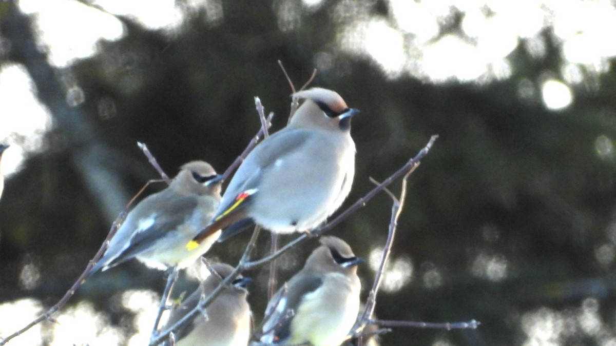 Bohemian Waxwing - ML646369711