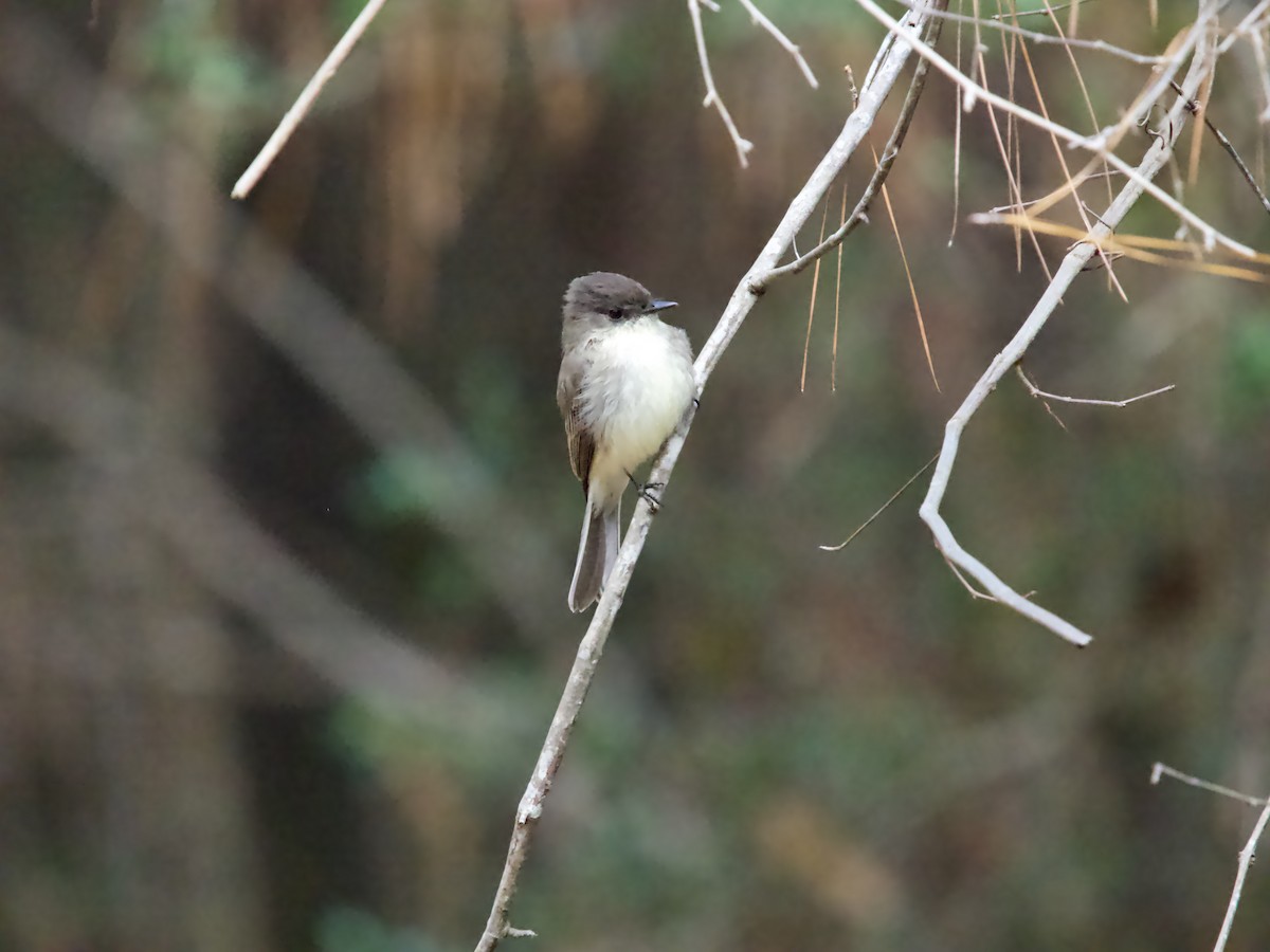 Eastern Phoebe - ML646369712
