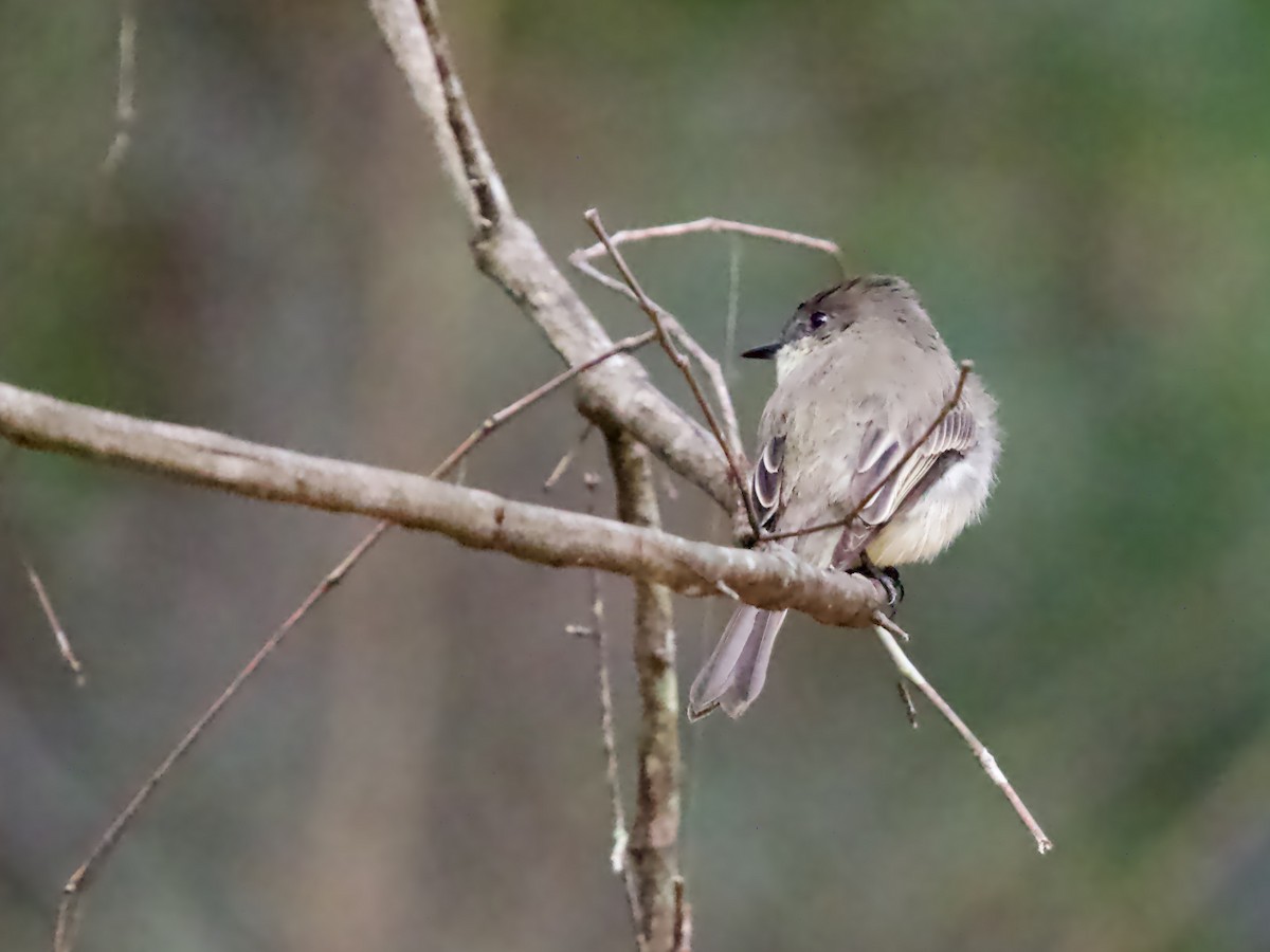 Eastern Phoebe - ML646369713