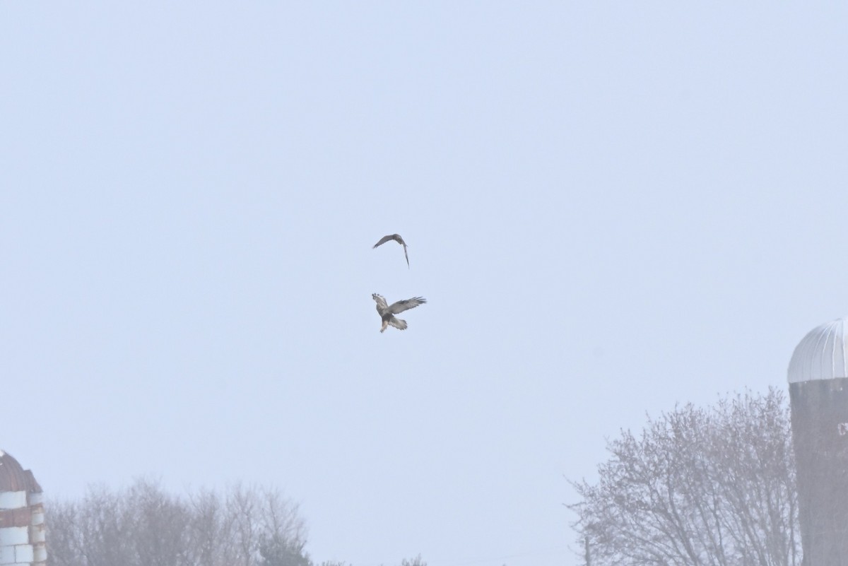 Rough-legged Hawk - ML646369714