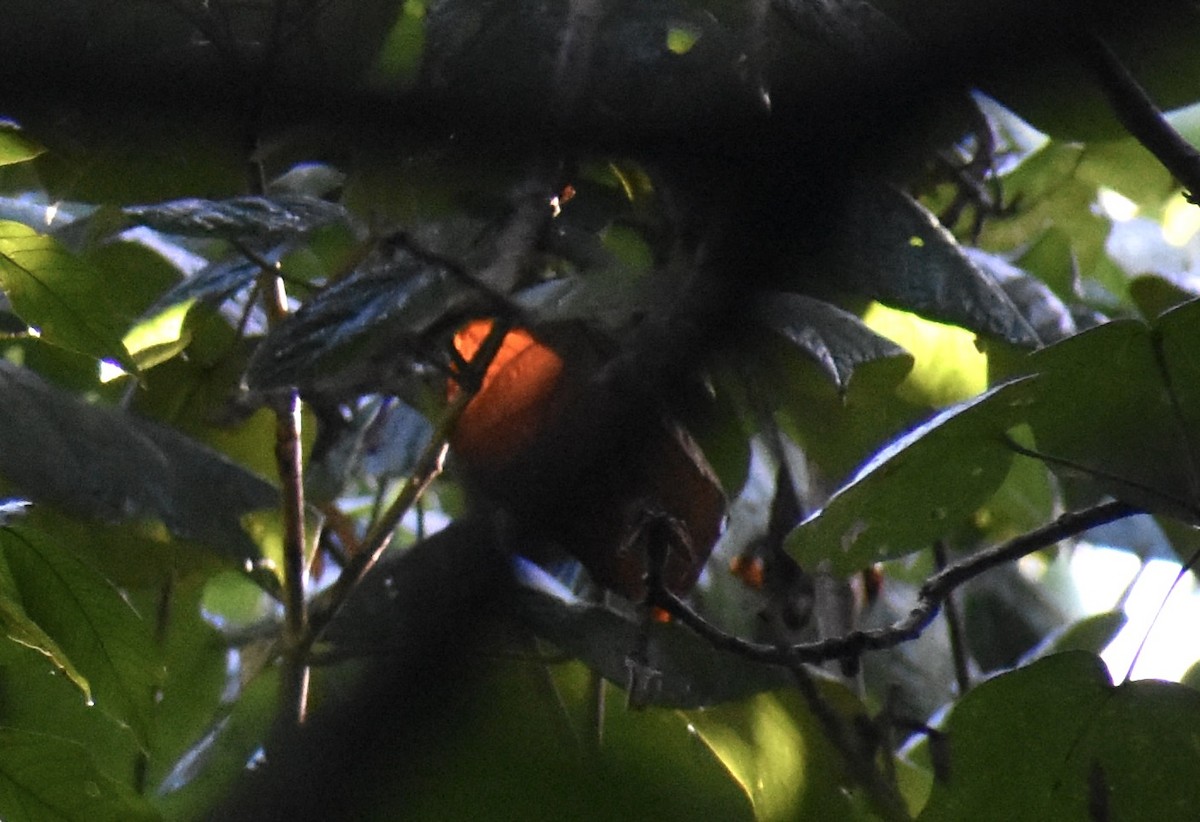 Puerto Rican Bullfinch - ML646369719
