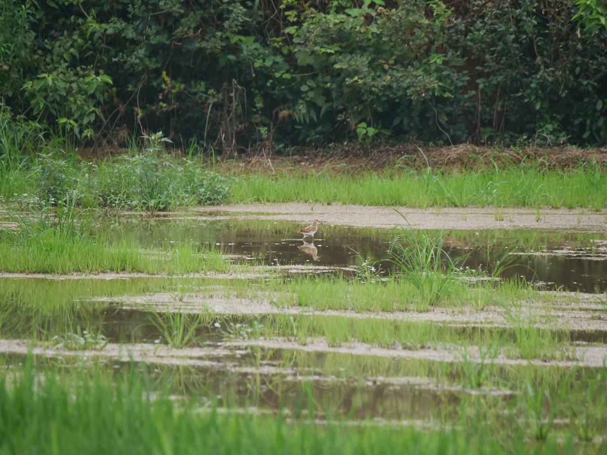 Greater Painted-Snipe - ML646369722