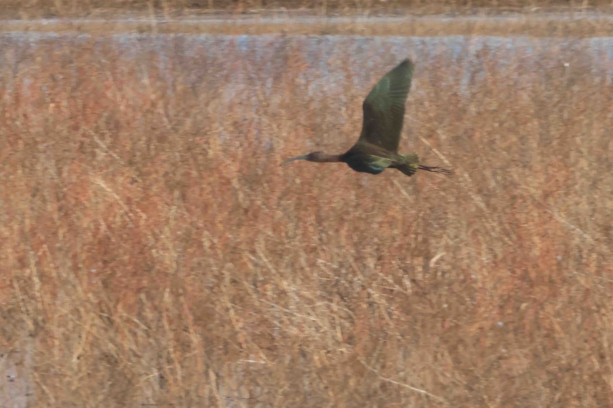 White-faced Ibis - ML646369723