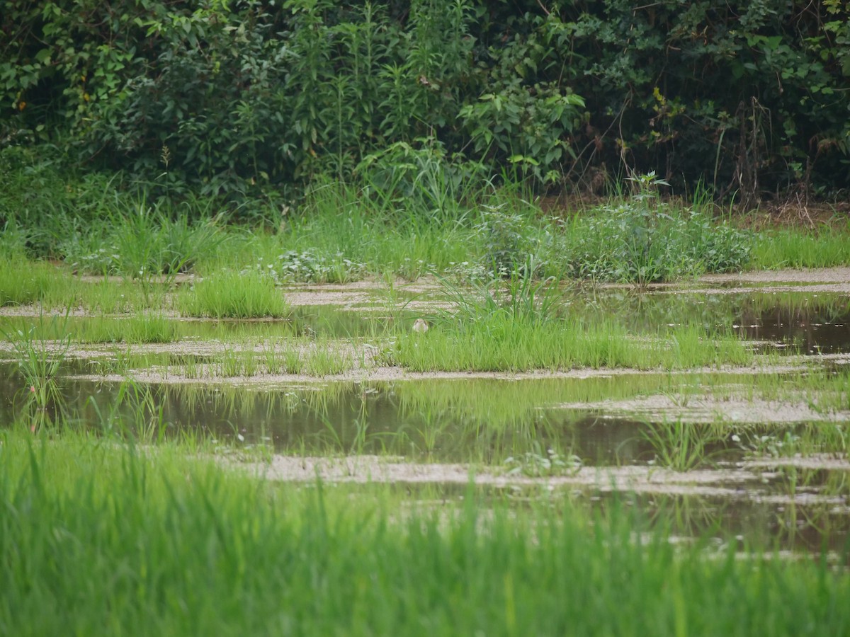 Greater Painted-Snipe - ML646369725