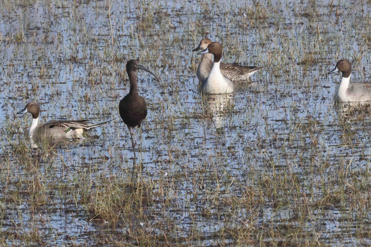 White-faced Ibis - ML646369726