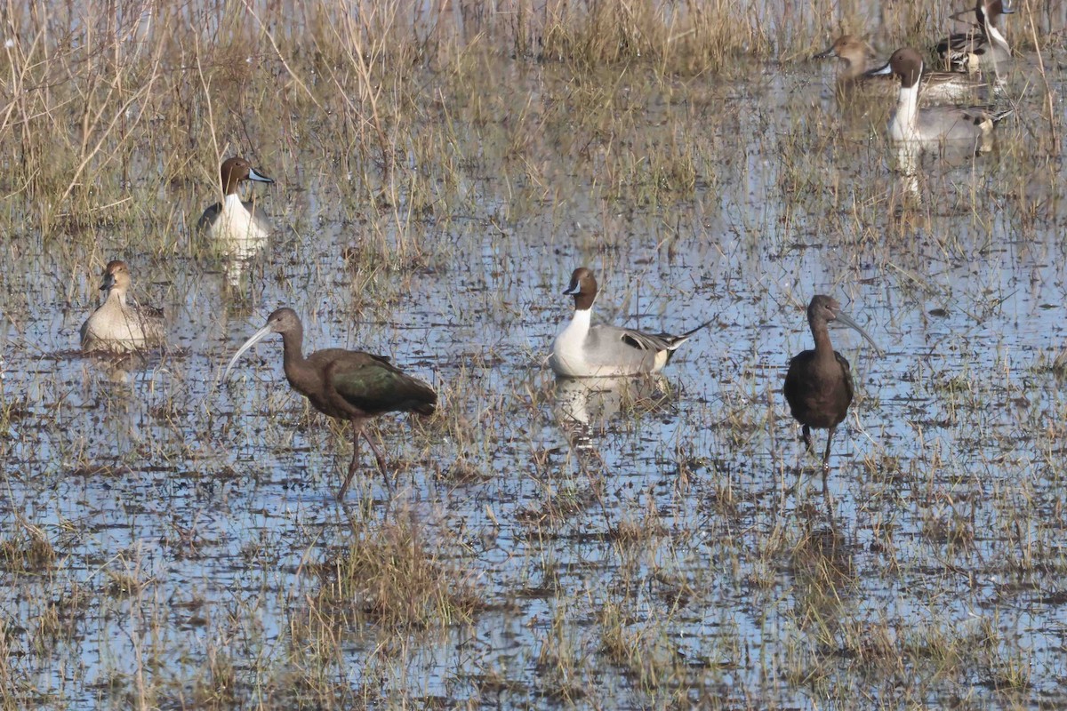 White-faced Ibis - ML646369728