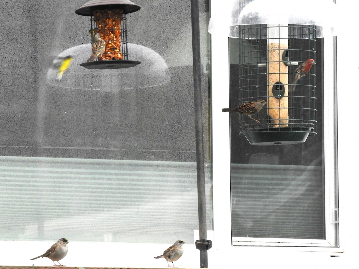 Golden-crowned Sparrow - ML646369729