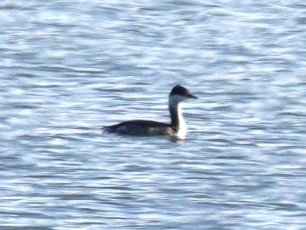 Txilinporta urrebelarria - ML646369730