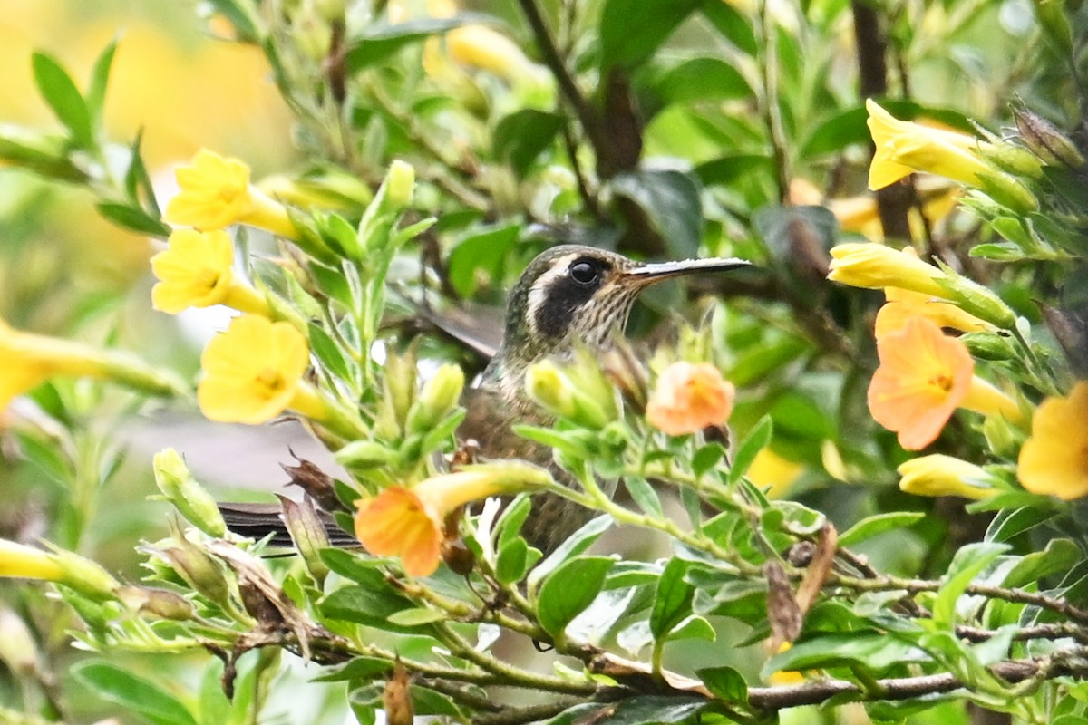 Speckled Hummingbird - ML646369731