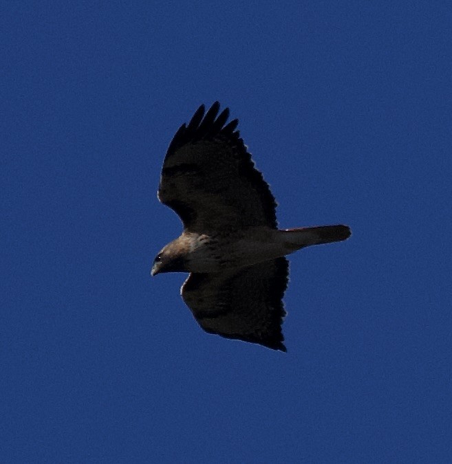 Red-tailed Hawk - ML646369732