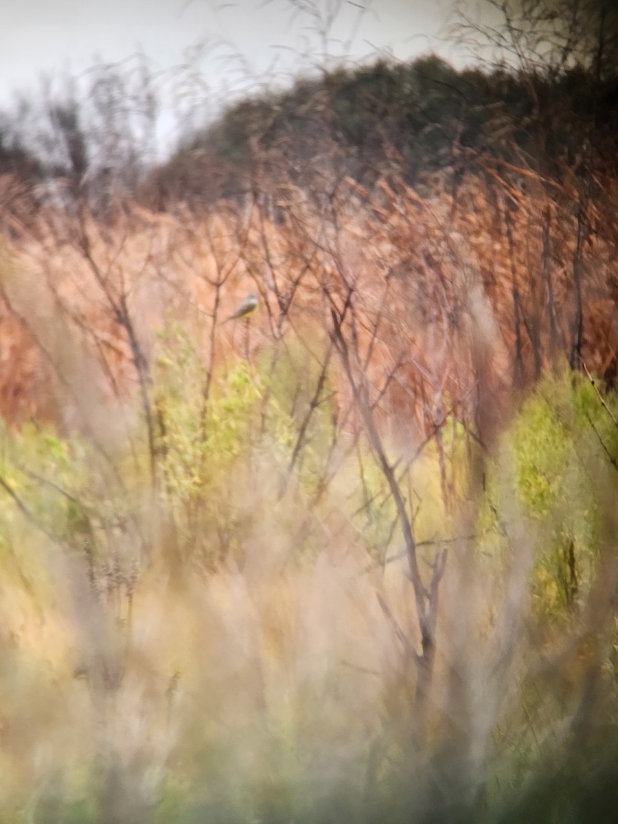 Batı Tiranı - ML646369733