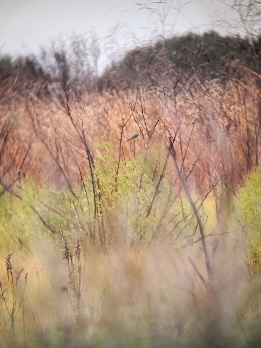 Batı Tiranı - ML646369734